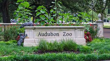 Visiting Audubon Zoo is one of the fun things to do in New Orleans with kids