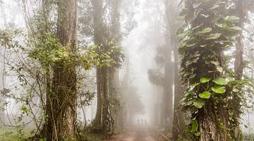 Mist between tall tree trunks in a botanical garden