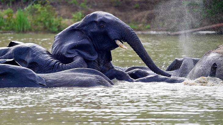 Elephants bathing and spraying water in a pool of water Elephants bathing and spraying water in a pool of water