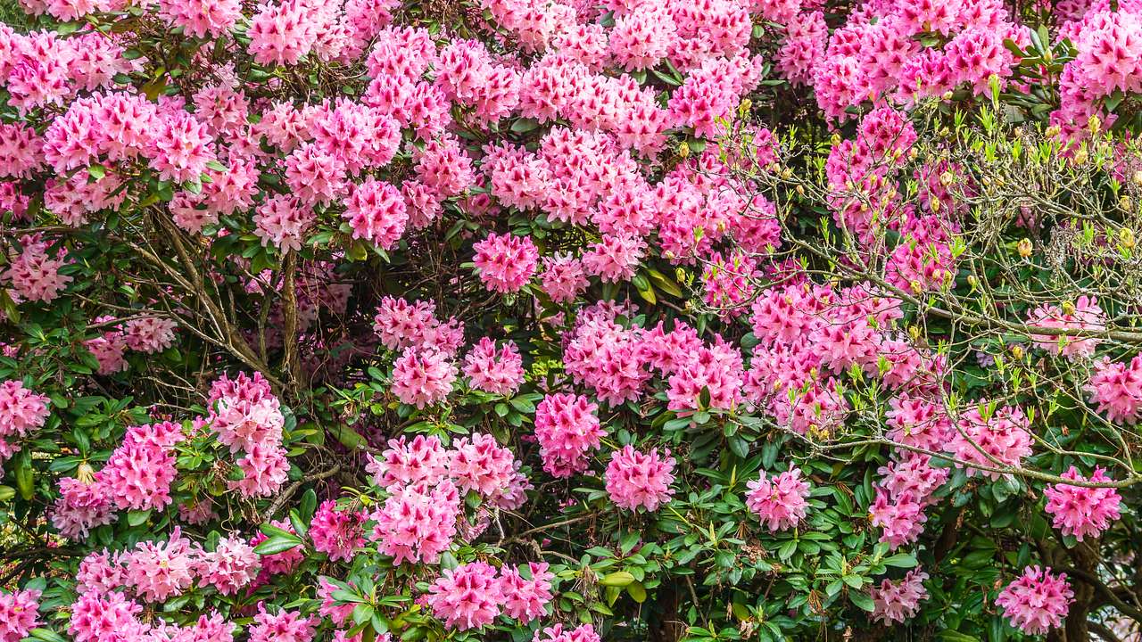 A shrub of pink rhododendron flowers in full bloom