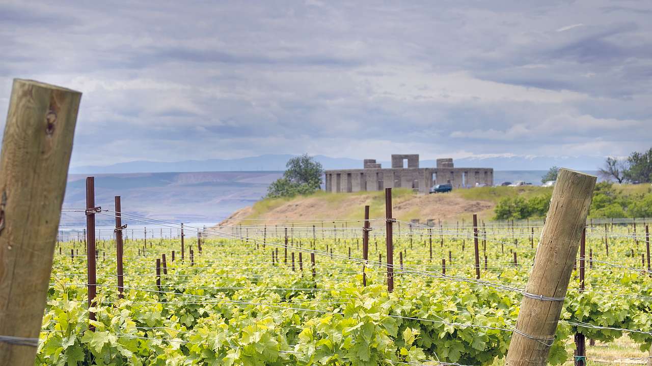 A vast grape vineyard with a structure in the distance