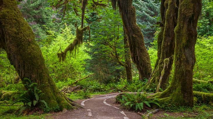 A trail amid a temperate rainforest