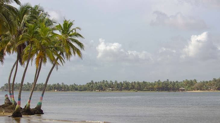 Palm trees on the left of an artificial lake in Ghana