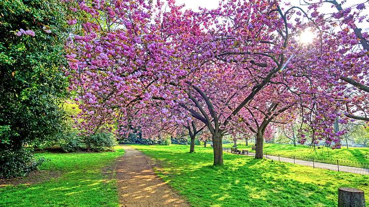 A garden with a dirt path through it lined with blooming cherry trees, London, UK
