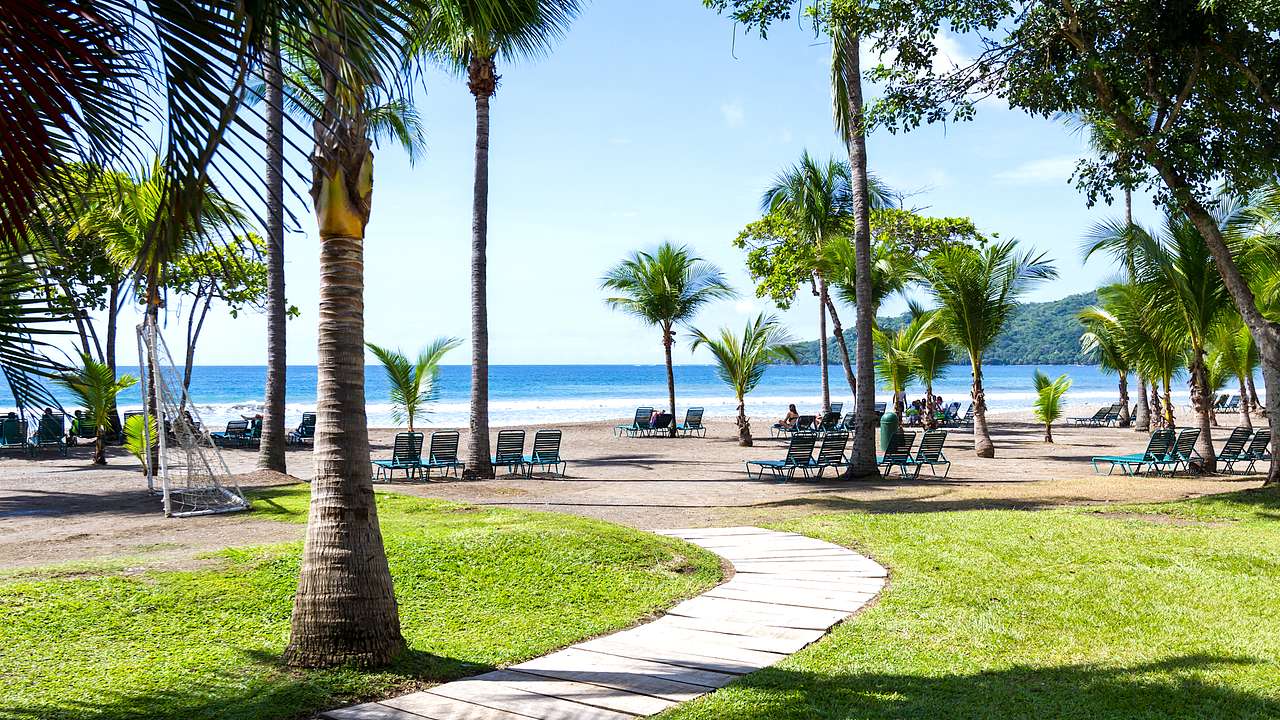Palm trees on green grass with a pathway leading to a beach with chairs on the sand