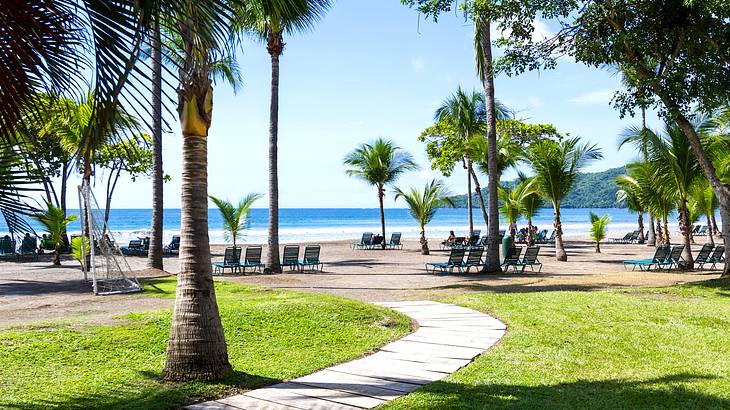 Palm trees on green grass with a pathway leading to a beach with chairs on the sand