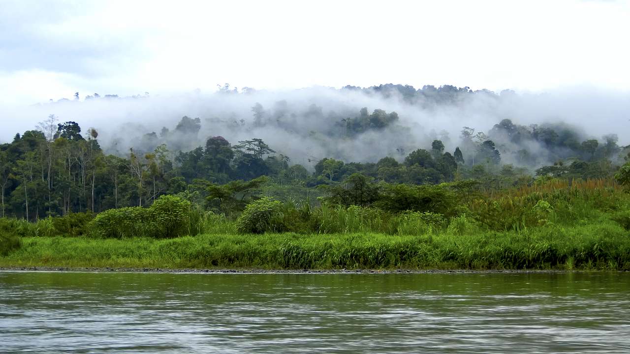 A misty rainforest with tall trees seen from a body of water