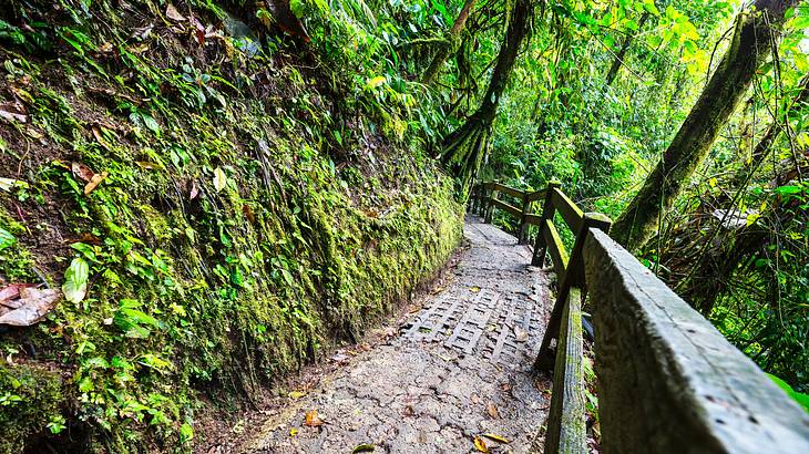 Walkway with a wooden fence in a tropical forest