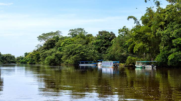 Tourist white boats parked on the side of a river, with greenery on the right