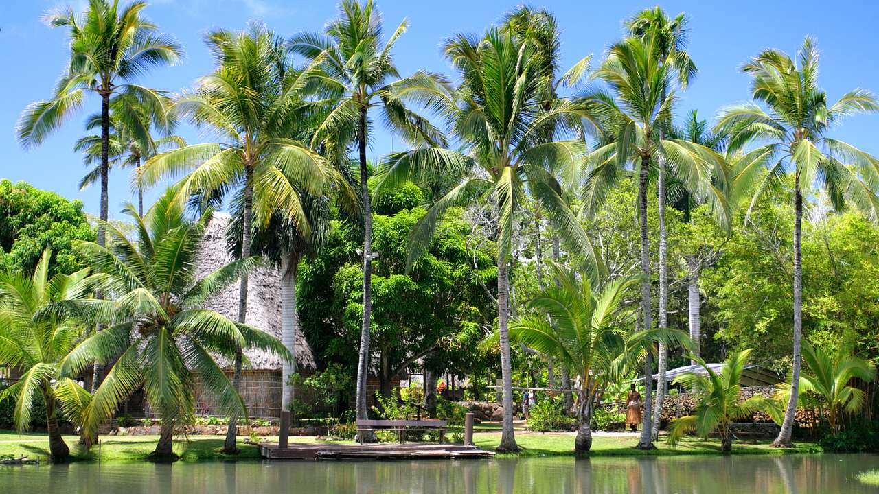 A body of water with coconut trees around it and a hut at the back under sunny skies