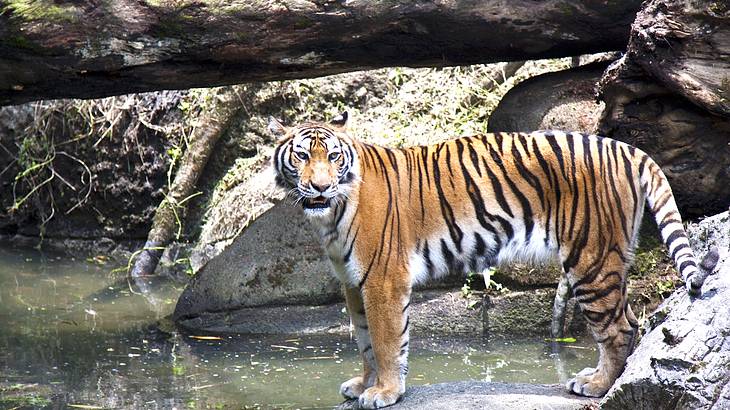 A Bengal tiger on a rock close to a body of water at the Taipei Zoo