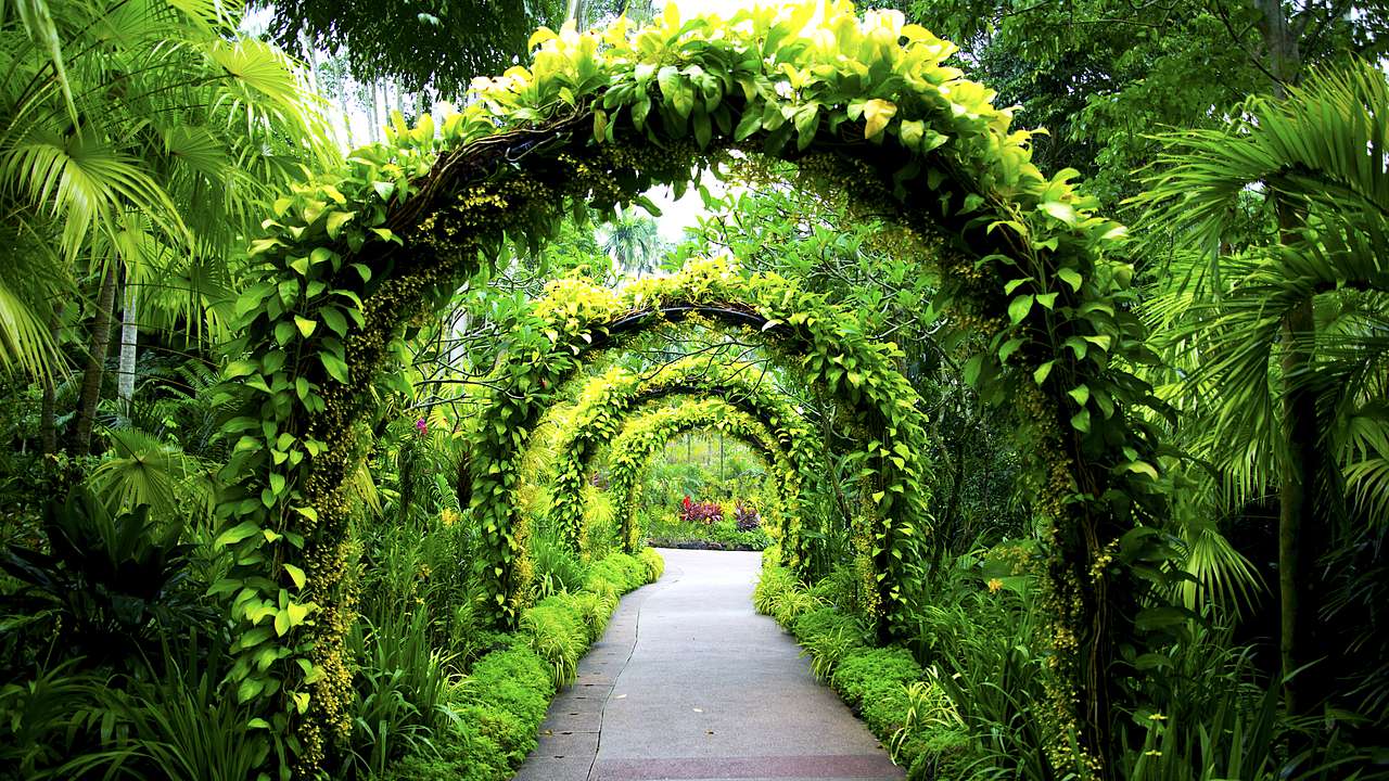 Singapore Botanic Gardens has to be on your 4 day Singapore itinerary!