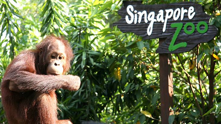 An Orangutan at the Singapore Zoo