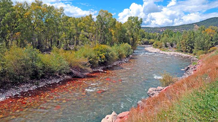 Trees and shrubs on both sides of river flowing with a mountain in the background