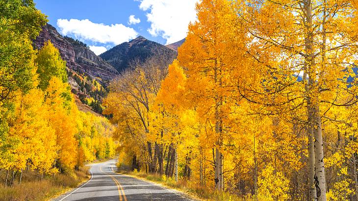 A road lined with yellow-colored trees with mountains in the background