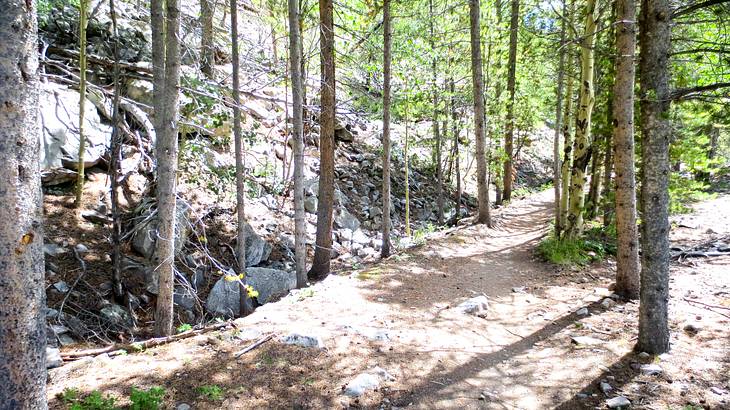 A dirt mountain biking trail in the middle of a tree-filled forest