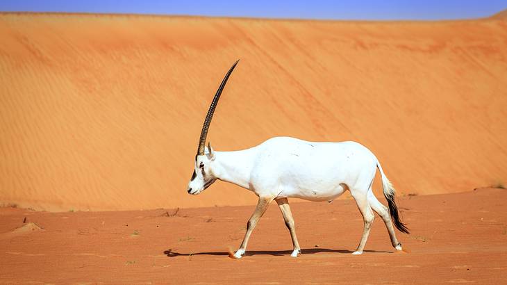 An antelope with long straight horns and a tasseled tail in a desert landscape