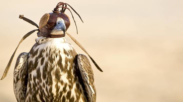 A close-up of a brown falcon with a leather hood over its eyes