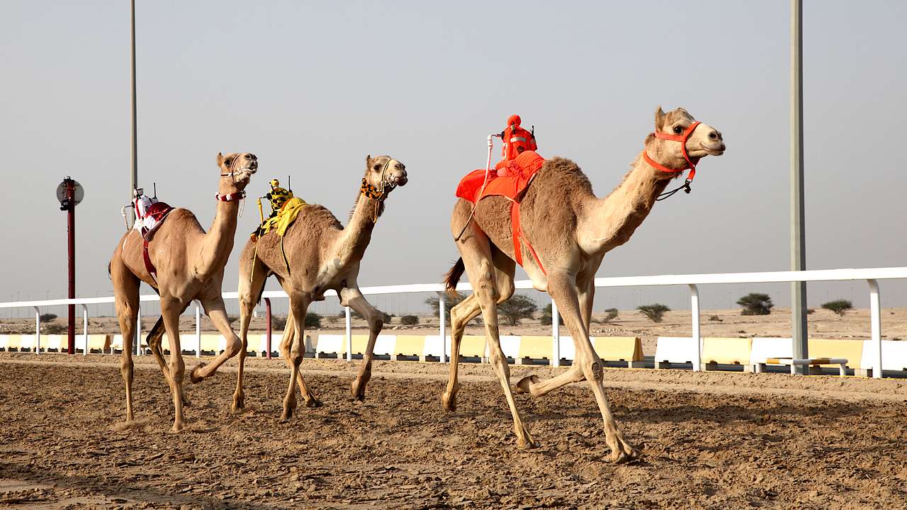 Three camels running on a dirt track with a jockey robot on their hump