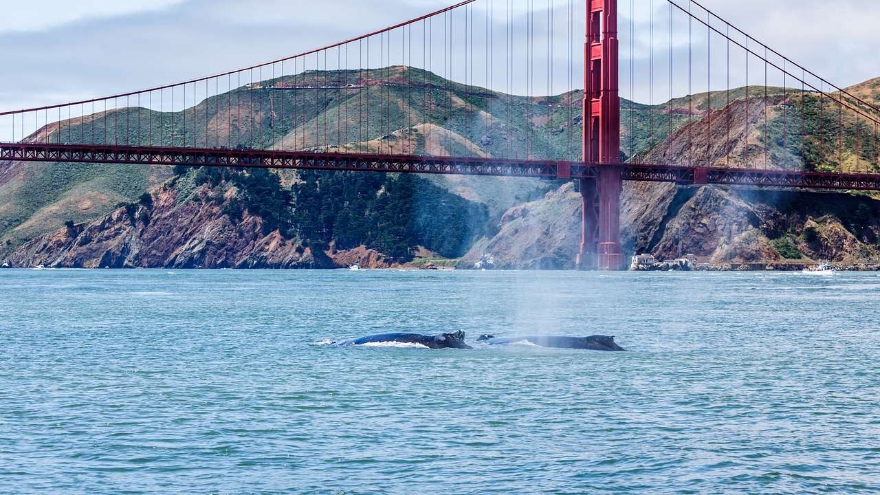Whales swimming in a body of water near a red bridge with mountains in the distance