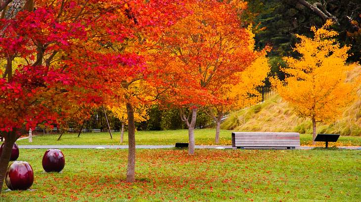 A park with a bench surrounded by orange and yellow fall trees