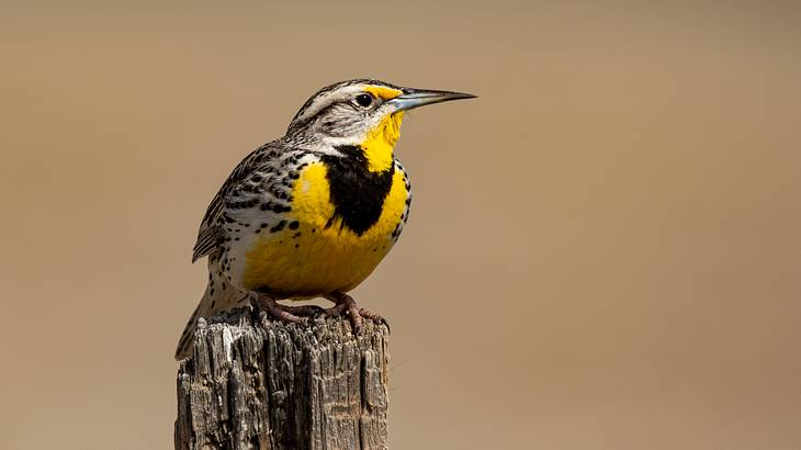 A brown bird with a yellow and black colored breast, sitting on a fence post A brown bird with a yellow and black colored breast, sitting on a fence post