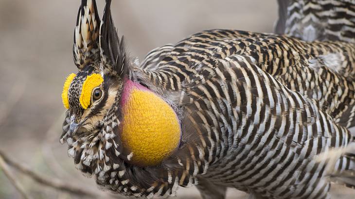A chicken with white and brown stripes, yellow eyebrows, and an air sac