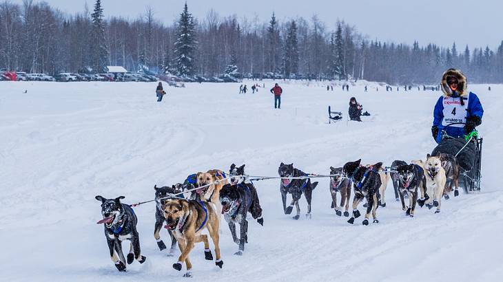 Huskies pulling a man on a dog sled in a snow-covered area