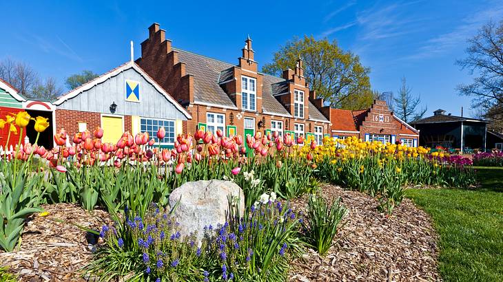 Colorful tulips next to small brick houses with colored designs on the front
