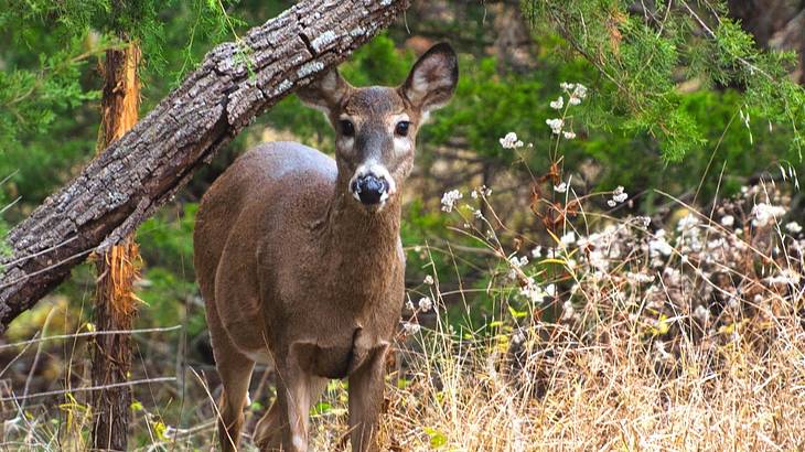 A young buck standing in greenery and bushes