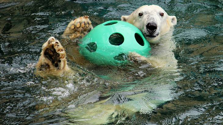 A polar bear in a pool with a green ball