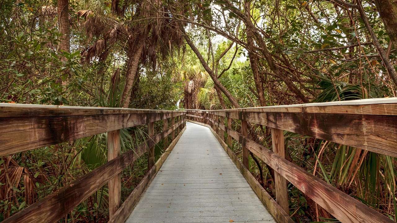 A fenced boardwalk through a jungle with long narrow palm trees