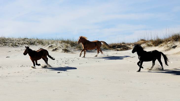 Wild horses galloping on a sandy, grassy beach Wild horses galloping on a sandy, grassy beach