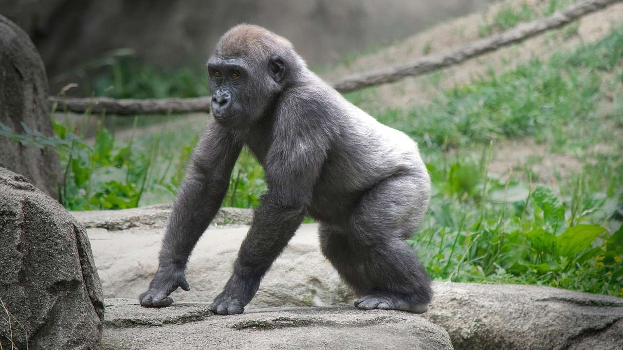 A baby gorilla on a rock surrounded by rocks and grass