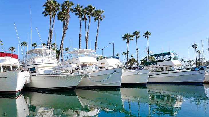A marina with a row of white boats on a body of water with palm trees behind them