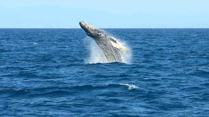 A whale jumping with an arched back out of the blue water on a sunny day
