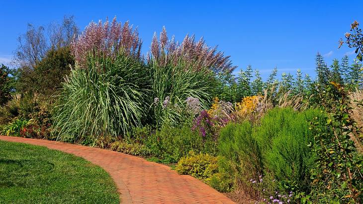 A path with grass on one side and colorful plants and flowers on the other