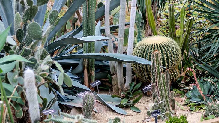 A garden with many types of cacti
