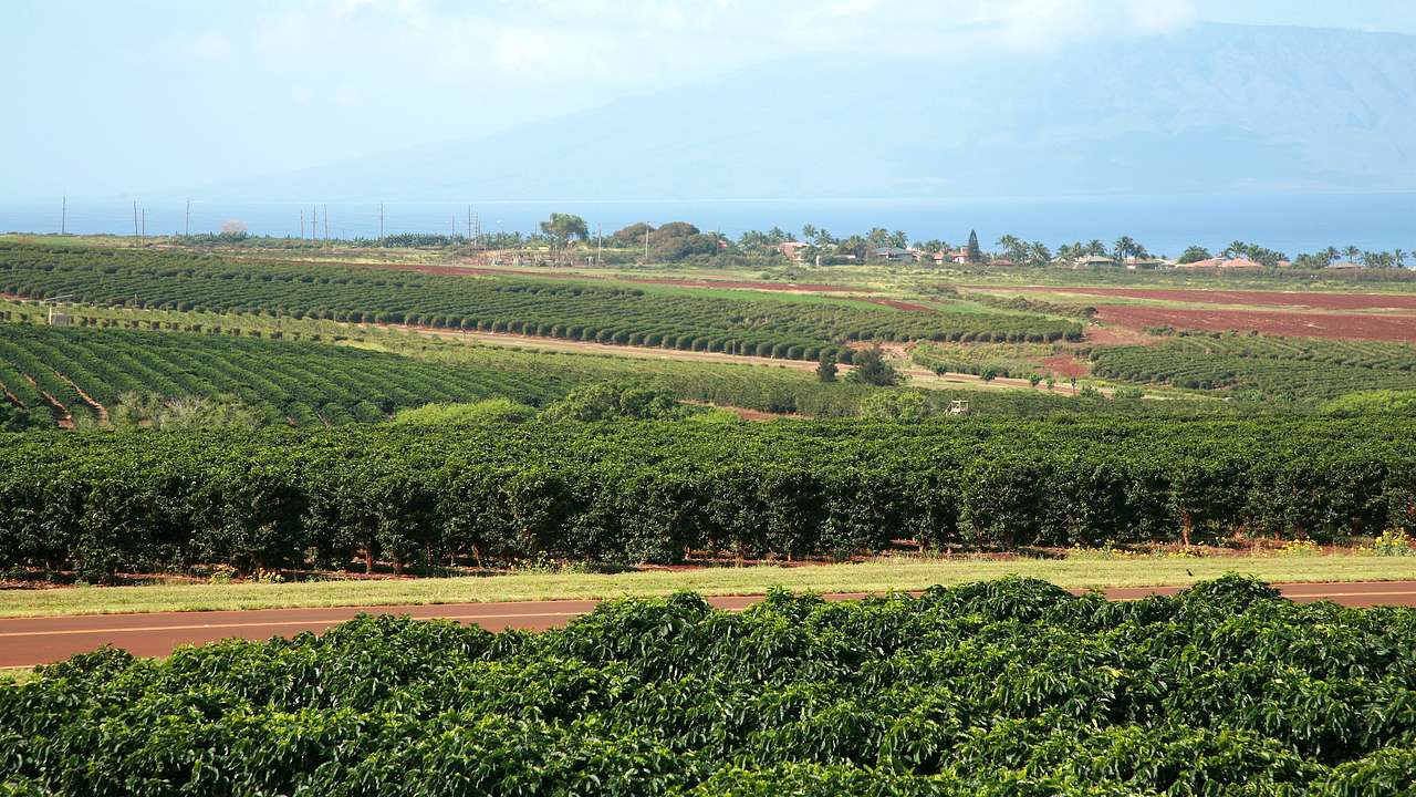 Top view of rows of coffee plants in a wide plain