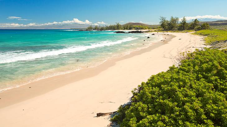 Palm trees at the far side of a white sand beach on a sunny day