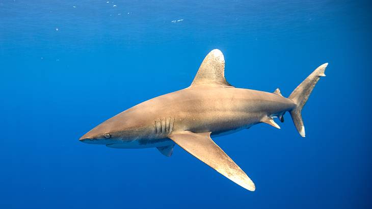 A shark swimming in pristine blue water