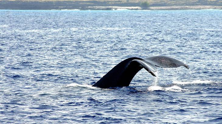 Fluke of a humpback whale above the water