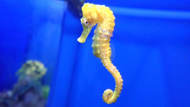 A yellow living seahorse in an aquarium with a blue background