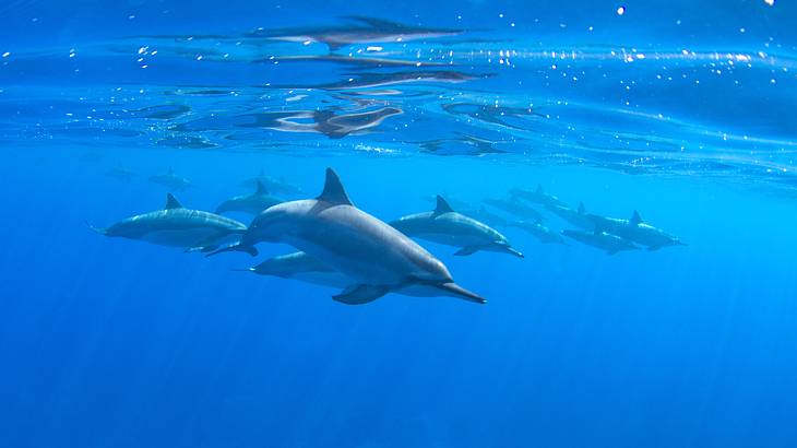 A pod of dolphins swimming in blue shallow waters