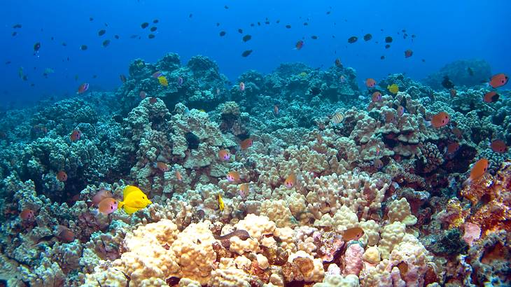 Colorful corals and fishes in a reef under the ocean