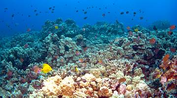 Colorful corals and fishes in a reef under the ocean