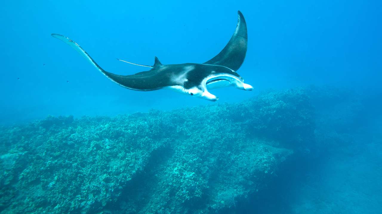 A manta ray from above in the blue ocean with a reef below