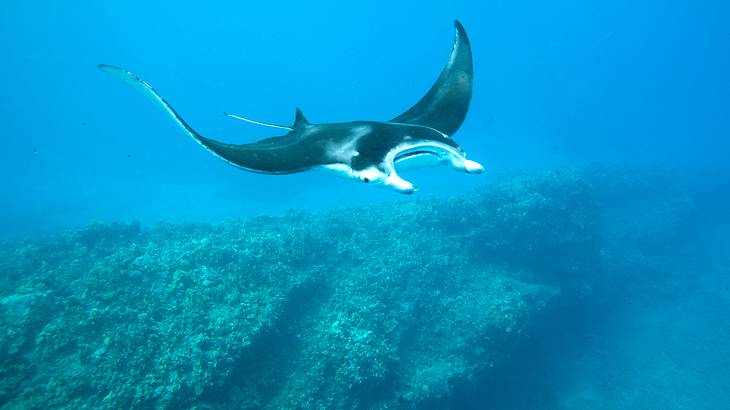 A manta ray from above in the blue ocean with a reef below