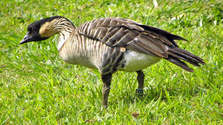 Black and brown goose on grassy ground