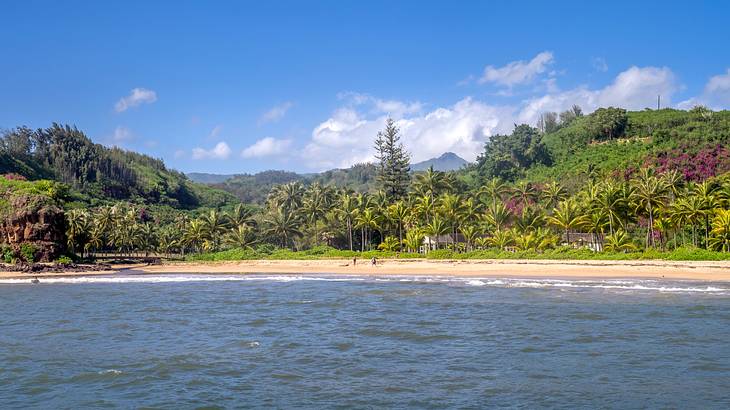 Panoramic view of a lush tropical garden along a sandy beach